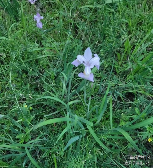 【广州的花花们】花开美丽