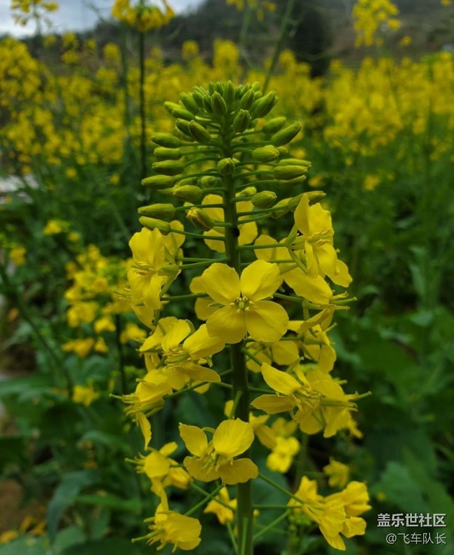 【广州的花花们】田园花开