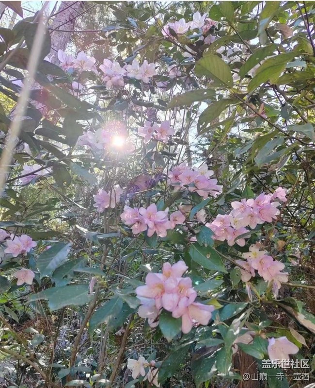 【约定3月的旅行】踏春