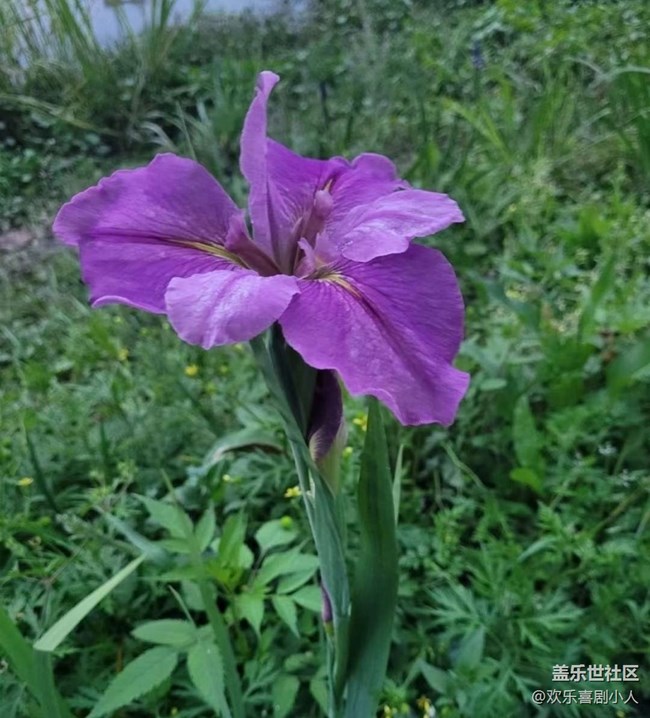 【广州的花花们】花开美丽
