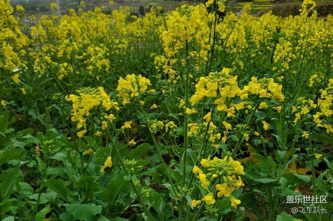 【广州的花花们】田园花开