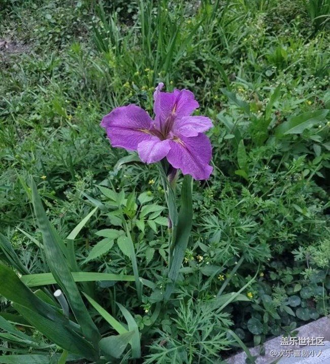 【广州的花花们】花开美丽