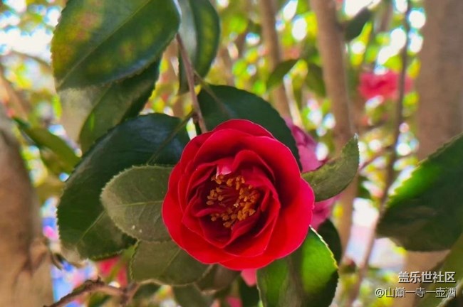 【广州的花花们】茶树花