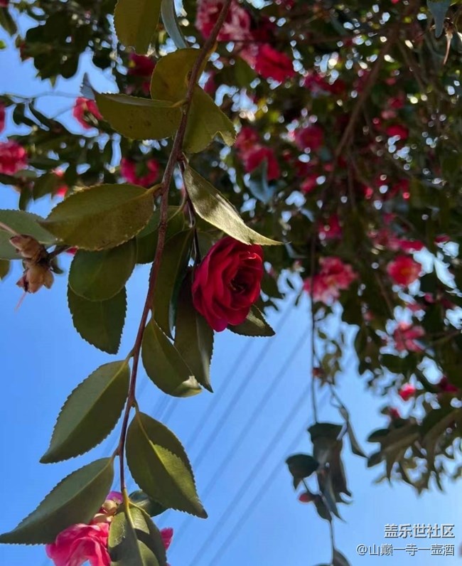【广州的花花们】茶树花