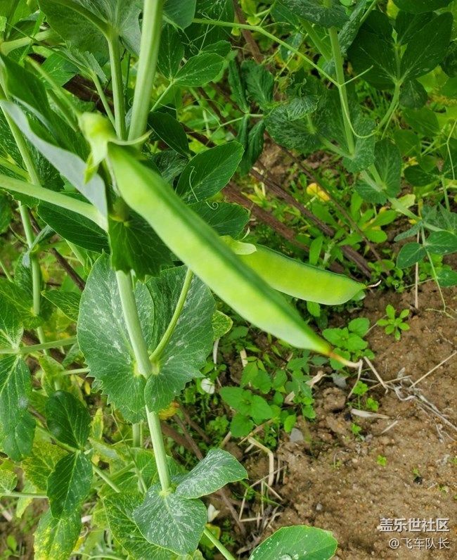 【广州的花花们】田园花开