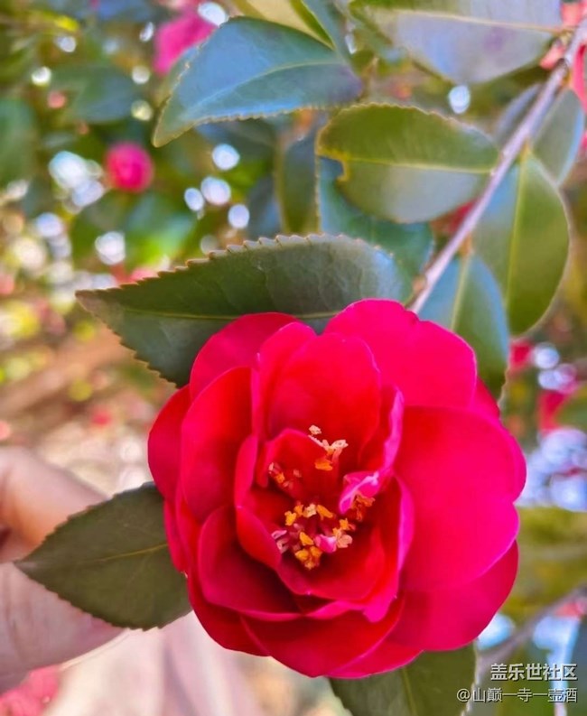 【广州的花花们】茶树花