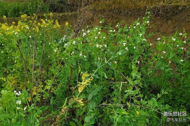【广州的花花们】田园花开