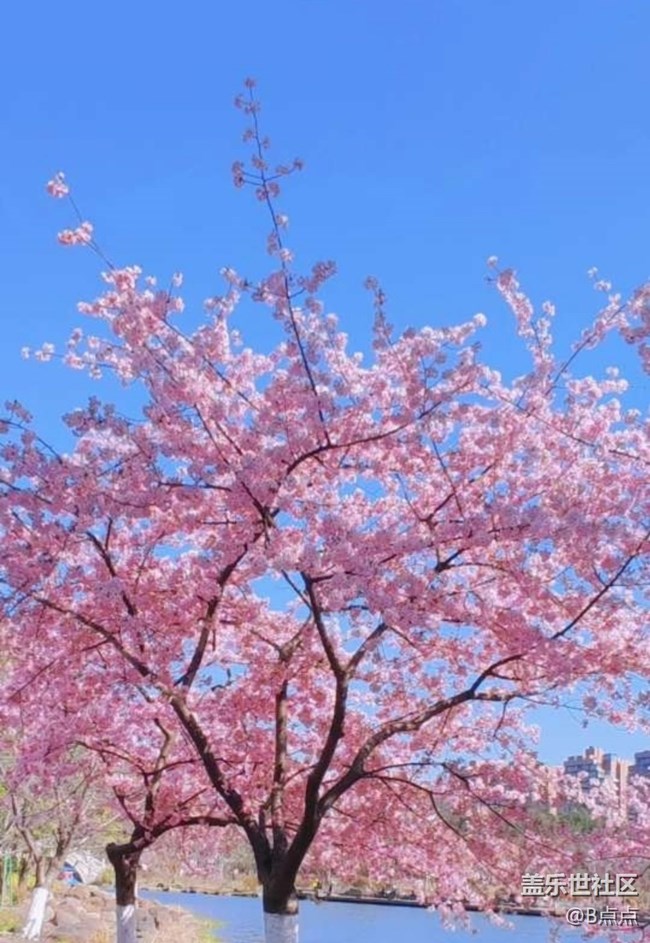 【广州的花花们】花期