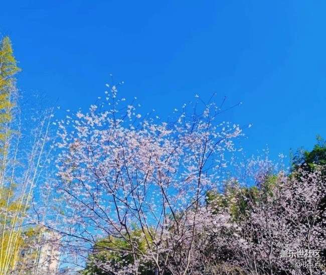 【广州的花花们】花期