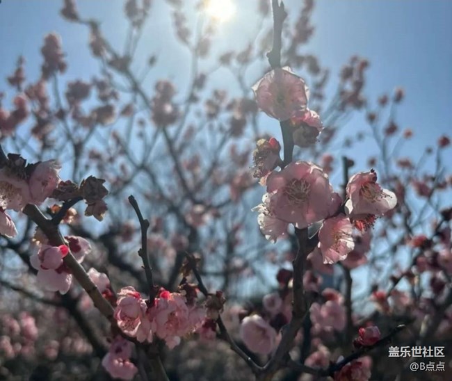 【春花浪漫】看花