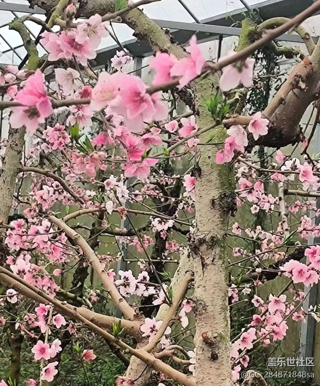 【广州的花花们】温暖午后