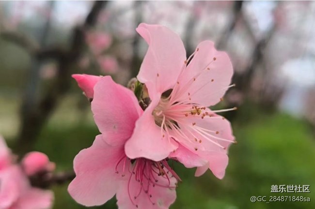 【广州的花花们】温暖午后