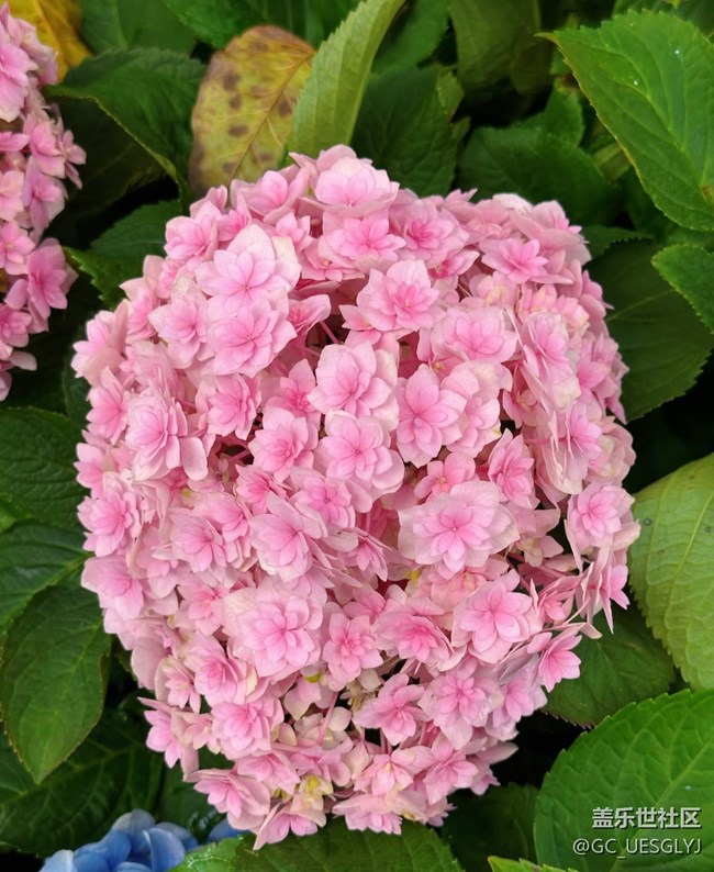 【春花浪漫】+寻芳记，邂逅花的盛宴