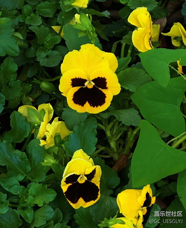 【春花浪漫】+被黄色花海包围的春日奇遇