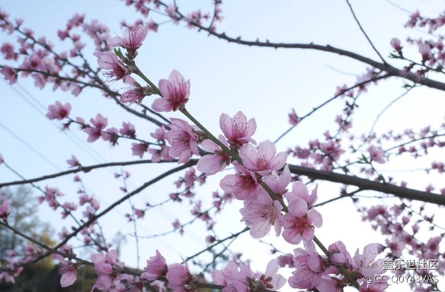 【广州的花花们】与繁花共赴春日之约