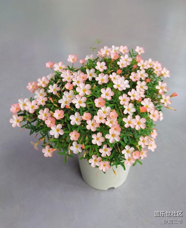 【广州的花花们】藏在花里的温柔时光