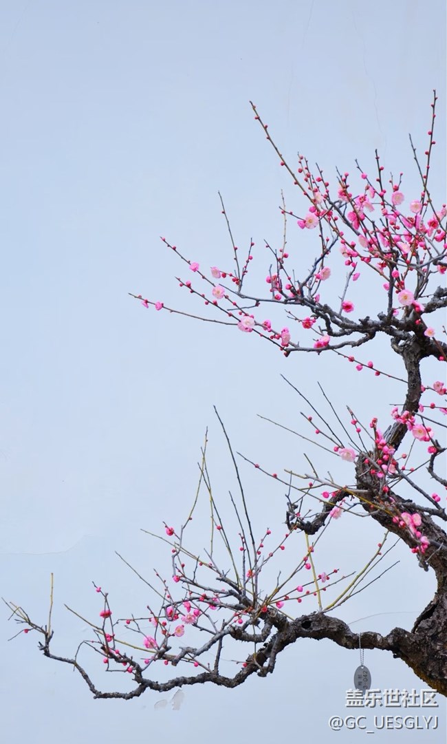 【春花浪漫】+寻芳记，邂逅花的盛宴