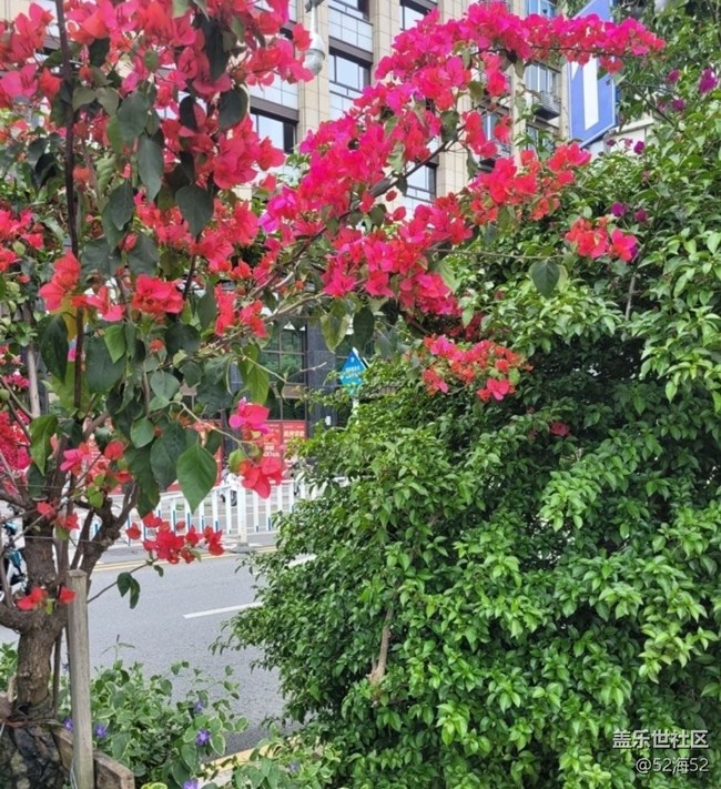 【春日寻花】漂亮的花儿