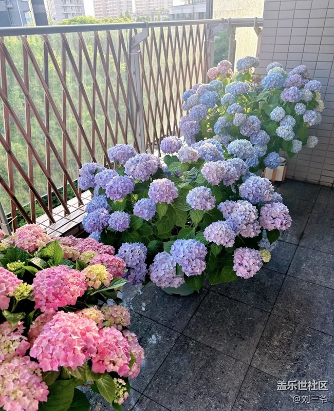 【春花浪漫】+阳台花海，浪漫满屋