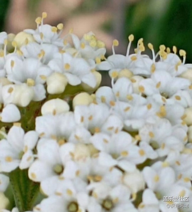 【广州的花花们】繁花盛开