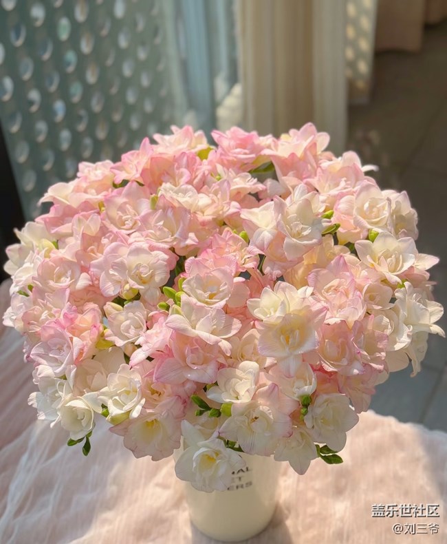 【广州的花花们】阳台花事，邂逅美好