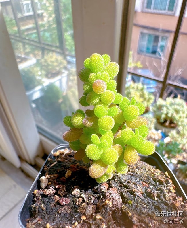 【广州的花花们】阳台花事，邂逅美好