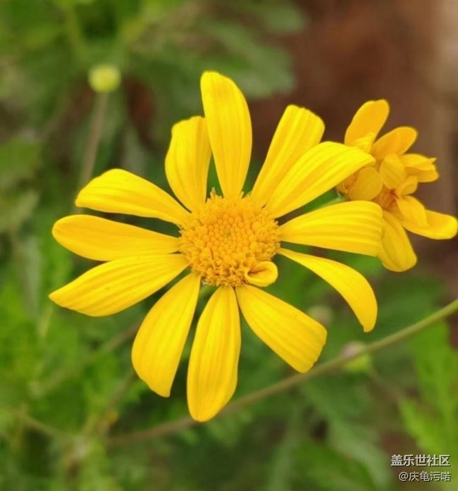 【春日寻花】周末赏花