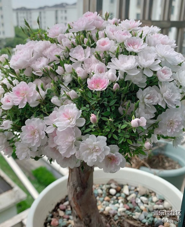 【广州的花花们】花影摇曳，邂逅美好
