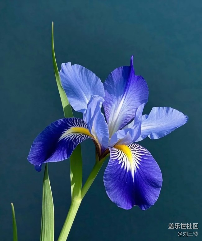 【广州的花花们】花影摇曳，邂逅美好