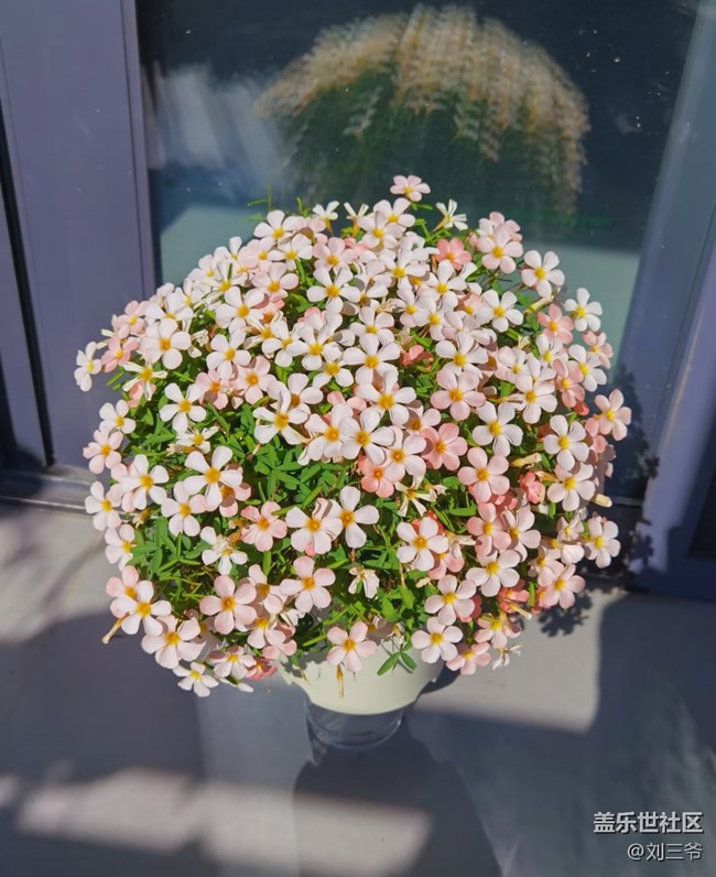 【春花浪漫】+邂逅春日花影