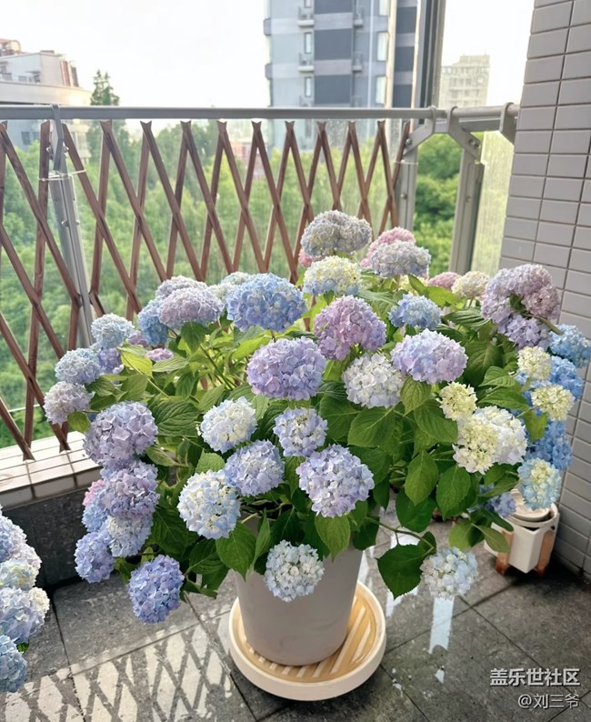【春花浪漫】+阳台花海，浪漫满屋