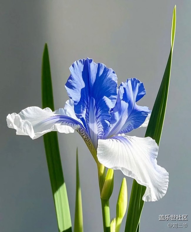 【广州的花花们】花影摇曳，邂逅美好