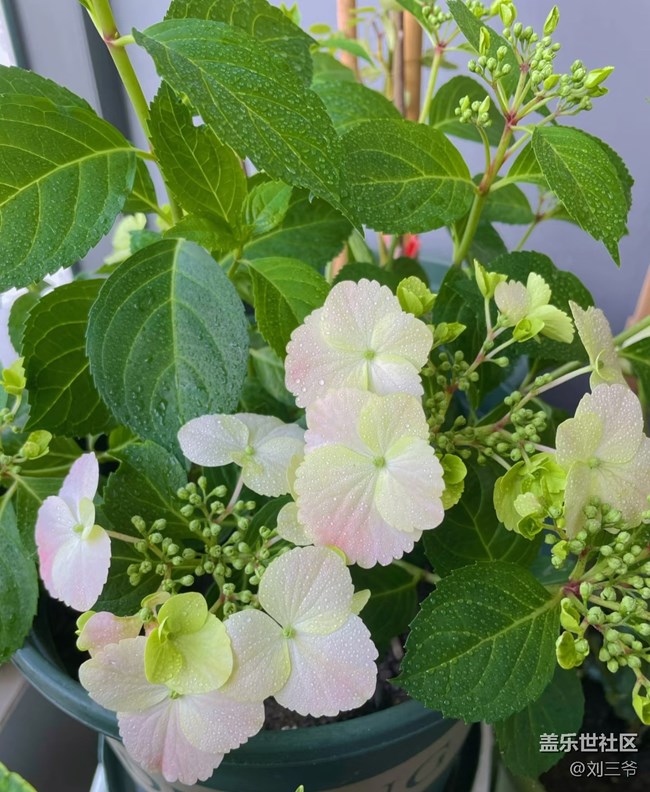 【广州的花花们】阳台小花园，我的诗与远方