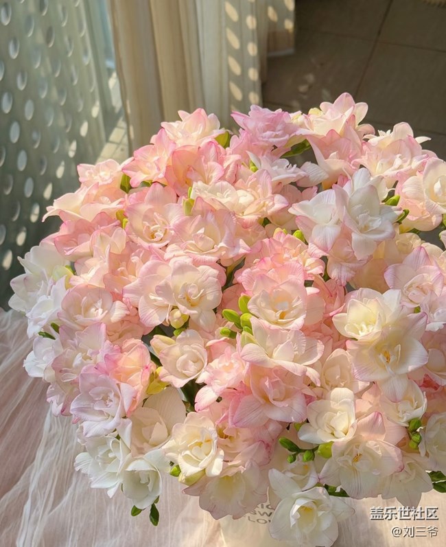 【广州的花花们】藏在花里的温柔时光