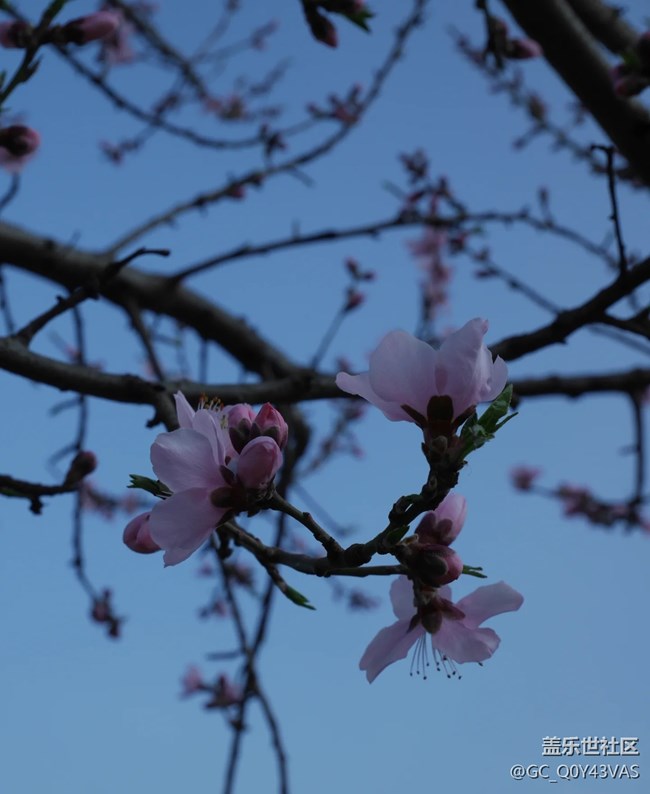 【广州的花花们】邂逅春日繁花盛景