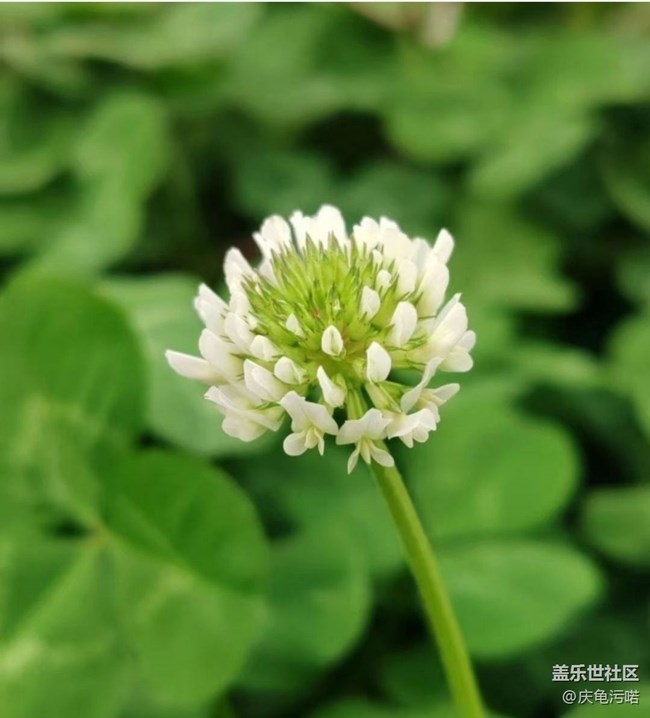【春日寻花】周末赏花