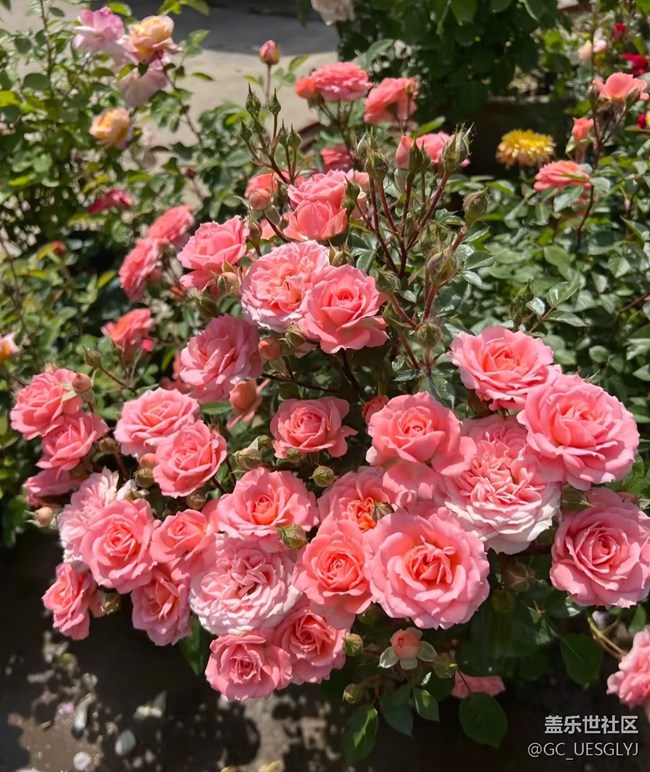 【春花浪漫】+花影寻韵，邂逅诗意时光