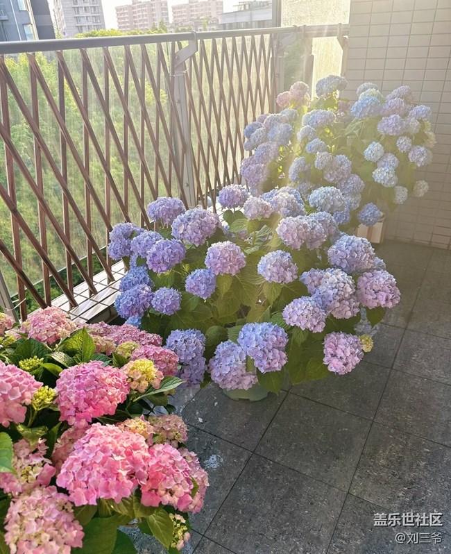 【广州的花花们】阳台花事，邂逅美好