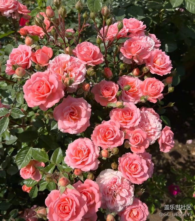 【春花浪漫】+花影寻韵，邂逅诗意时光