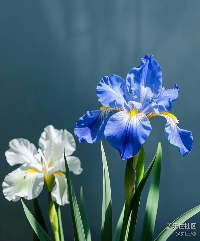 【广州的花花们】花影摇曳，邂逅美好