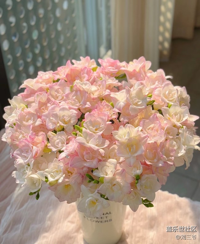 【广州的花花们】藏在花里的温柔时光