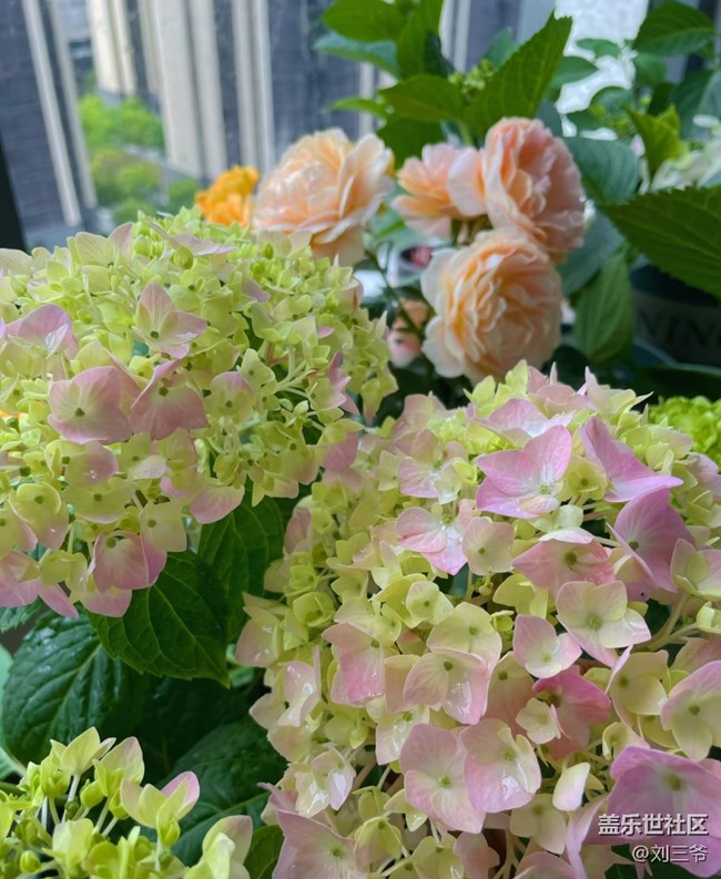 【广州的花花们】阳台小花园，我的诗与远方
