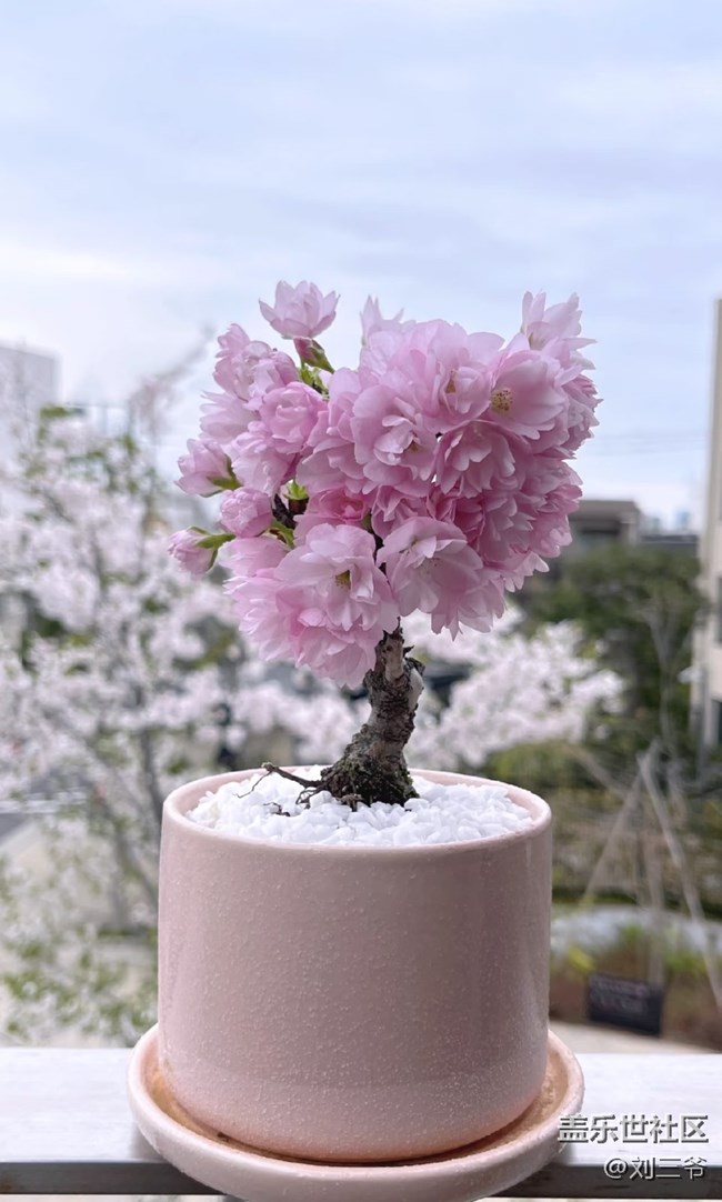 【春花浪漫】+邂逅春日花影