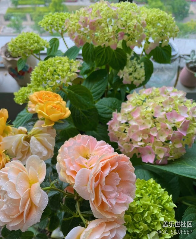 【广州的花花们】+阳台一隅，藏着生活的诗