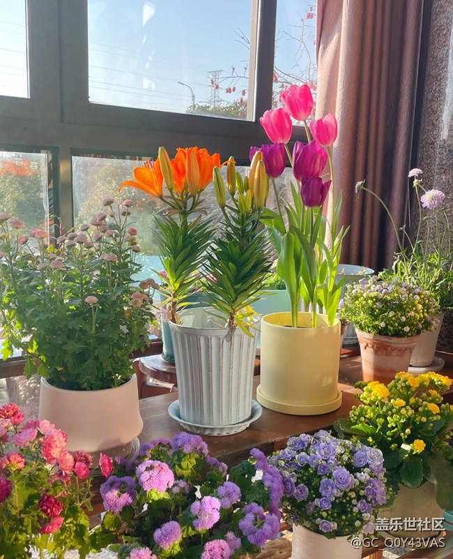 【广州的花花们】与繁花共赴春日之约