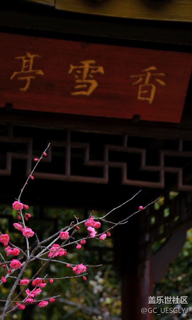 【春花浪漫】+花影寻韵，邂逅诗意时光