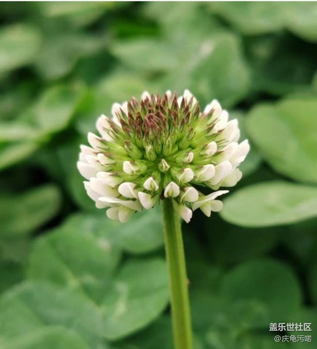 【春日寻花】周末赏花