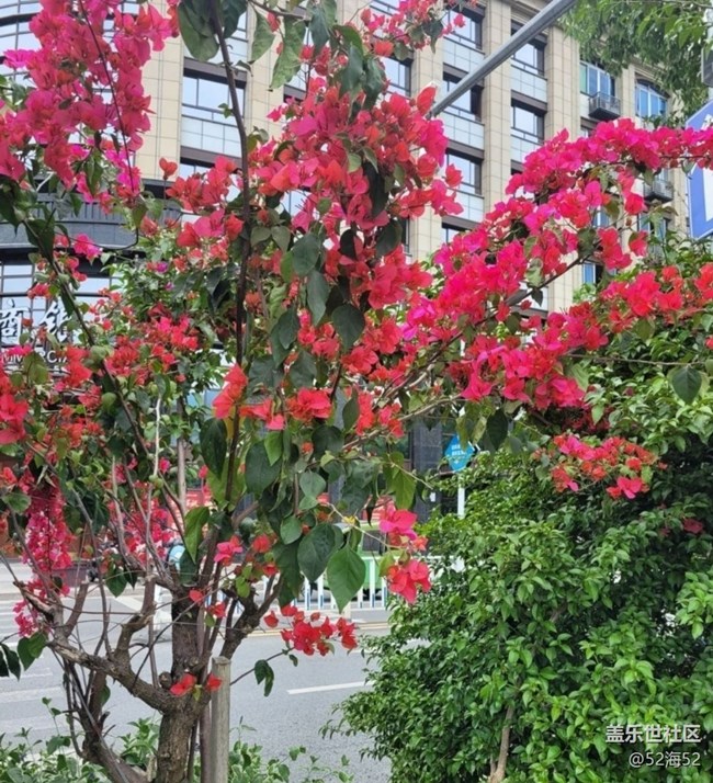 【春日寻花】漂亮的花儿