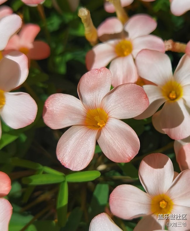 【春花浪漫】+邂逅春日花影