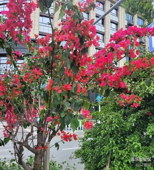 【春日寻花】漂亮的花儿